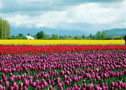 The Pacific Northwest Tulip Palette Image